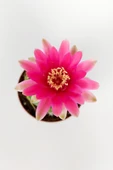 Gymnocalycium Baldianum Göz Alıcı Pembe Çiçekli Özel Tür Kaktüs - 3