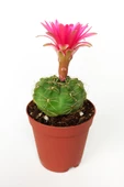 Gymnocalycium Baldianum Göz Alıcı Pembe Çiçekli Özel Tür Kaktüs - 1