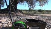 Felipe Borras 1ESP Toplama Makinası Dip Zeytin 35cm - 4