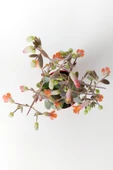 Bryophyllum Fedtschenkoi Kalanchoe Sukulent Lavanta Tarakları 8.5 cm Kırmızı Saksıda - 3