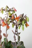 Bryophyllum Fedtschenkoi Kalanchoe Sukulent Lavanta Tarakları 8.5 cm Kırmızı Saksıda - 4
