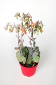 Bryophyllum Fedtschenkoi Kalanchoe Sukulent Lavanta Tarakları 8.5 cm Kırmızı Saksıda - 2