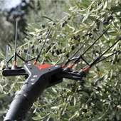 Castellari Vertigo Akülü Taraklı Zeytin Hasat Makinası 30 V - 4