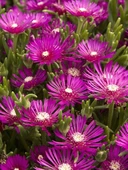 Lavanta Fidanı 15-25 Cm 10 Adet Kabristan Mezarlık İçin thumbnail 2