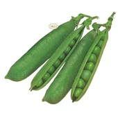 Rondo Bezelye Tohumu 15 Gr Rondo Pea Seed - 1
