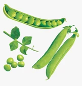 Rondo Bezelye Tohumu 15 Gr Rondo Pea Seed - 2