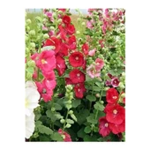 Gül Hatmi Çiçeği Tohumu Althara Officinalis 50 Adet Rose Marshmallow Seed - 1