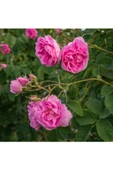 Yediveren Pembe Katmerli Isparta Gül Fidanı 15-25 Cm - 1