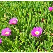 Saksılı Kaz Ayağı Çiçeği Fidanı 10-20 Cm - 1