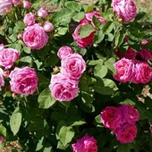 Tüplü Kokulu Reçellik Pembe Isparta Gülü Fidanı 15-25 Cm thumbnail 1