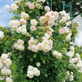 Beyaz Yediveren Sarmaşık Gül Fidanı 15-25 Cm - 4