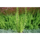 Biberiye Fide Fidanı 20-30 Cm 5 Adet Rosmarinus Officinalis thumbnail 2