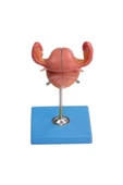 Uterus Maketi - 1