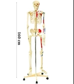 İskelet Modeli 160cm İnsan İskeleti Gerçek Boyut - 1