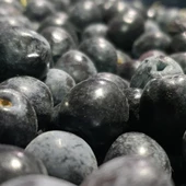 Taze Toplanmış Ham Mut Siyahı Zeytini Selelik Çevirmelik 3kg 2 NUMARA - 1