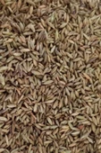 Pagima Green Sindirim Sistemi Düzenleyici Çim Tohumu - 50gr - 3