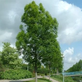 Poşet Tüp Dişbudak Ağacı Fidanı 50-120 Cm thumbnail 2