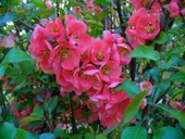 Saksılı Japon Ayvası Bahar Dalı Fidanı 20-30 Cm Chaenomeles Japonica - 1