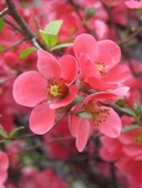 Saksılı Japon Ayvası Bahar Dalı Fidanı 20-30 Cm Chaenomeles Japonica - 3