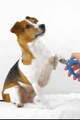 BUFFER® Evcil Hayvan Kedi ve Köpek Paslanmaz Çelik Yaylı Tırnak Makası ve Düzeltme - 9