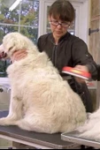 BUFFER® 23 KG Üzeri Uzun Tüylü Köpekler İçin Tüy Toplayıcı Ergonomik Tarak - 5