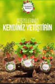 BUFFER® Konserve Bahçem Evde Konservede Kekik Dağ Kekiği Yetiştirme Kiti - 3
