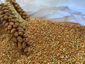 Dal Darıdan Elenmiş Kızıldarı (Elenmiş Kızıl Darı ) 500gr - 1
