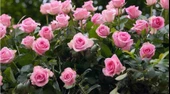 Pembe Yediveren Gül Fidanı 5 Adet - 2