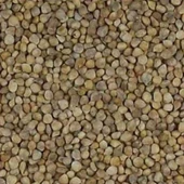 Dökme Tohumlar Ispanak Tohumu - 250 gr - 1