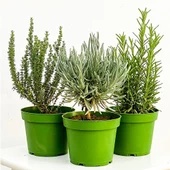 Kekik Nane Lavanta 3 Lü Set 10-20 Cm Aromatik Bitki Seti thumbnail 1