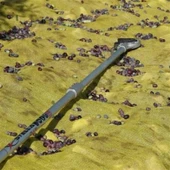 Stella Plus SP-1000S 3.5 Hp Zeytin Ceviz Badem Fındık Hasat Makinesi thumbnail 5