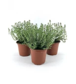Dağ Bahçe Kekiği Fidanı 10-20 Cm 5 Adet Thymus Vulgaris thumbnail 1