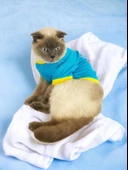 Hediye Paketli, Anneye Hediye, Love Mom Blue, Oval Yaka Tişört Kedi Kıyafeti,Elbisesi Anneler Günü, Anneye, Anne - 2