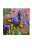 Karışık Renk Golden Beauty Iris Süsen Soğanı - 5 Adet - 4