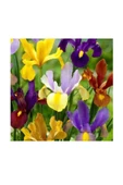Karışık Renk Golden Beauty Iris Süsen Soğanı - 5 Adet - 1
