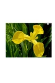 Karışık Renk Golden Beauty Iris Süsen Soğanı - 5 Adet - 2