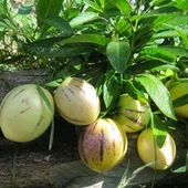 Saksılı Pepino Fidanı 10-30 Cm thumbnail 2