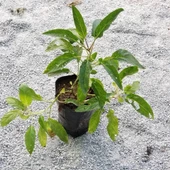 Saksılı Pepino Fidanı 10-30 Cm thumbnail 1