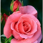 Yavruağzı Yediveren Sarmaşık Gül Fidanı 5 Adet 5-25 Cm thumbnail 1