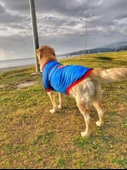 Superman Tişört Büyük Irk Köpekler İçin - 4