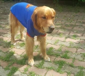 Superman Tişört Büyük Irk Köpekler İçin - 6