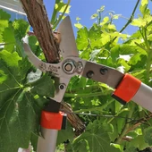 King Tiger Dal Budama Makası 100cm - KT-72 - 2