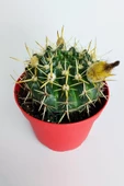 Notocactus Submammulosus büyük boy kaktüs sarı çiçek açan canlı parlak özel tür 8.5 cm kırmızı saksıda - 3