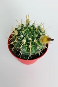 Notocactus Submammulosus büyük boy kaktüs sarı çiçek açan canlı parlak özel tür 8.5 cm kırmızı saksıda - 4