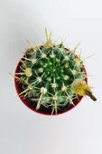 Notocactus Submammulosus büyük boy kaktüs sarı çiçek açan canlı parlak özel tür 8.5 cm kırmızı saksıda - 5