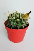 Notocactus Submammulosus büyük boy kaktüs sarı çiçek açan canlı parlak özel tür 8.5 cm kırmızı saksıda - 2