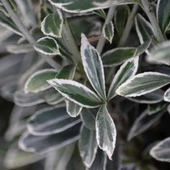 Gümüş Taflan Fidanı 20-40 Cm thumbnail 1