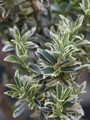 Gümüş Taflan Fidanı 20-40 Cm thumbnail 3