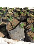Küstüm Çiçegi Fidanı 3 Adet Tüp Poşet 3-13 Cm - 1