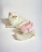 Rosie Rose Kemique's Secret Kedi İç Çamaşırı Regl Külot Don - 3